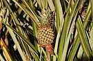 tropical agriculture